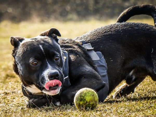 Les animaux à privilégier en tant que sportif